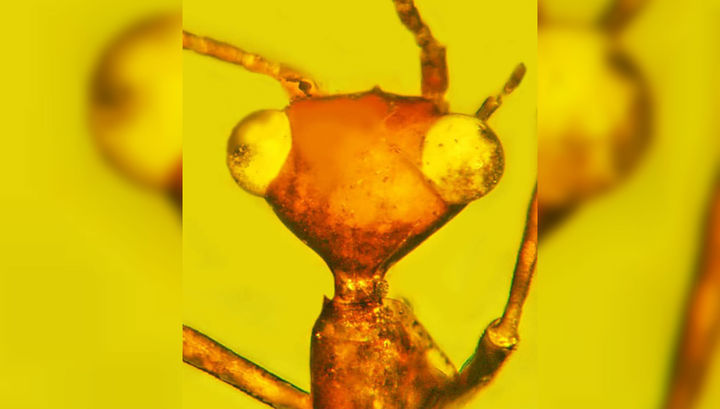 В янтаре найдено древнее насекомое с "инопланетной" формой головы