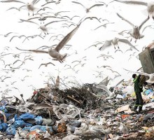 Обращение с мусором как вектор устойчивого развития