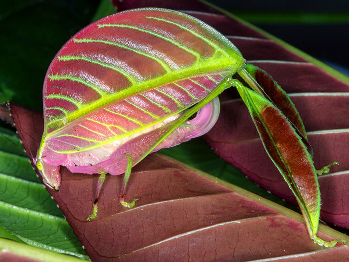 Кузнечик-лист Eulophophyllum kirki. (Фото: Peter Kirk.)