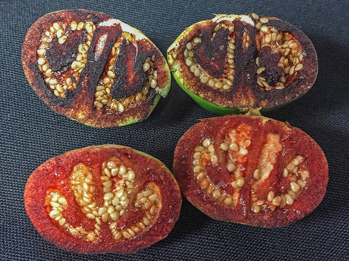 Разрезанные плоды паслена Solanum ossicruentum. (Фото: Jason Cantley / Bucknell University.)