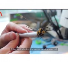 Учёные сняли на видео полёт стрекозы-киборга