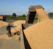Рекордный экспорт зерна не принесёт России рекордного дохода