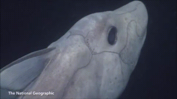 Глубоководную акулу-призрак впервые сняли на видео