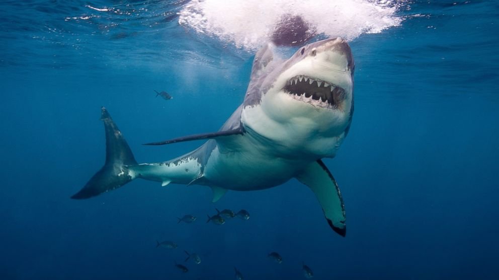 10 самых опасных морских животных