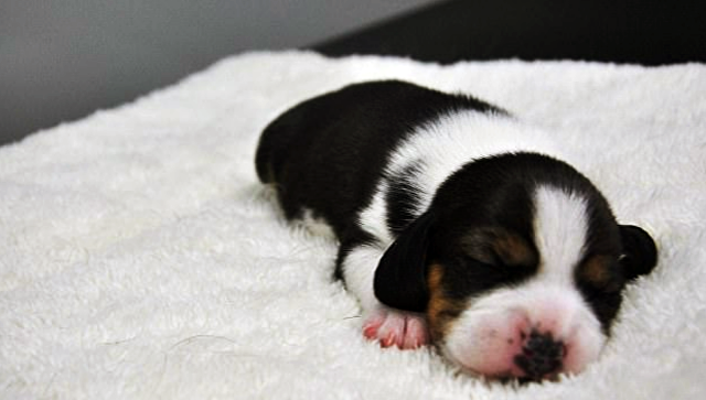 В Китае вывели первую в мире генно-модифицированную клонированную собаку