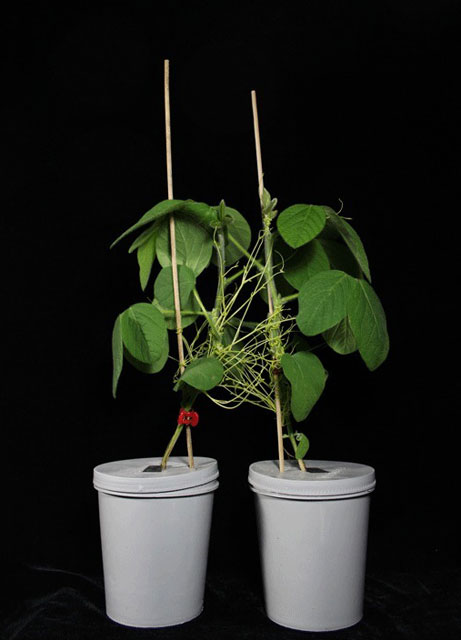 Растения общаются с помощью повилики