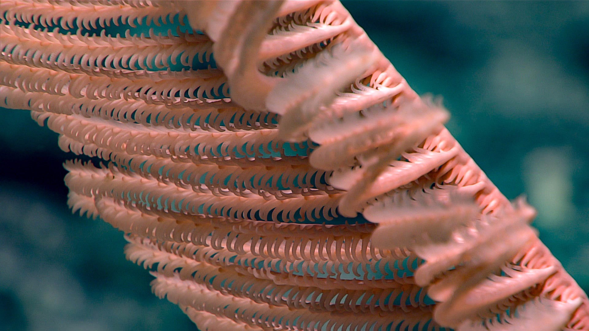 Удивительные глубоководные создания: фотоотчёт экспедиции NOAA