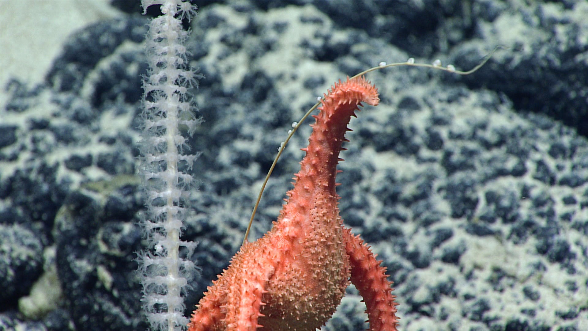 Удивительные глубоководные создания: фотоотчёт экспедиции NOAA