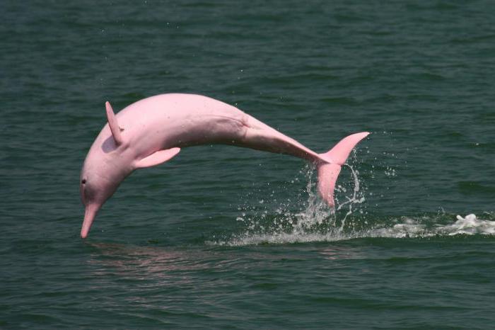 Розовые дельфины - загадка природы