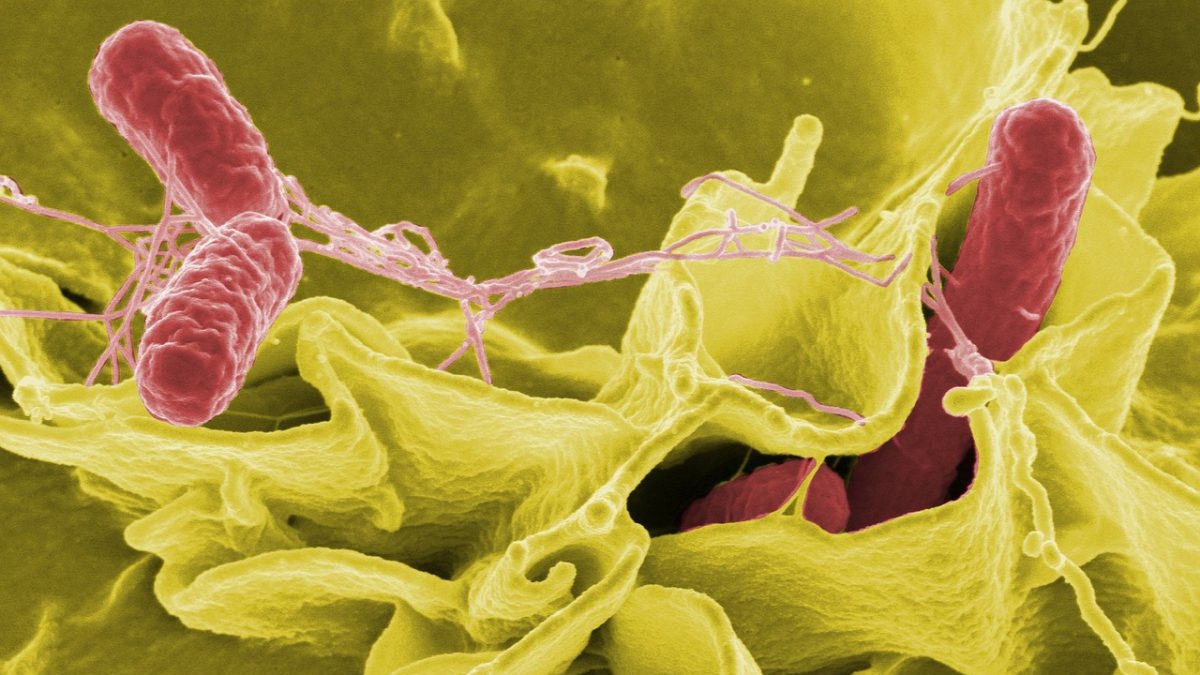 99% микробов в человеческом теле неизвестны науке