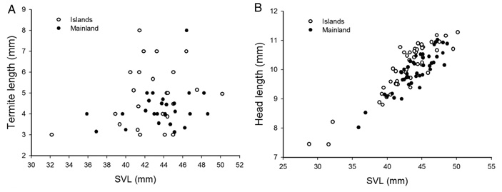 Всего за 15 лет жизни на островах гекконы приспособились к питанию более крупной добычей