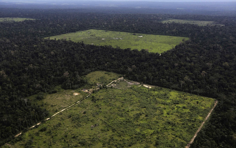 Амазонская сельва оказалась плодовым садом, созданным древней цивилизацией