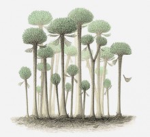 Найдены гигантские деревья-грибы