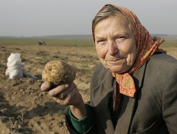 Чью картошку едят граждане России?
