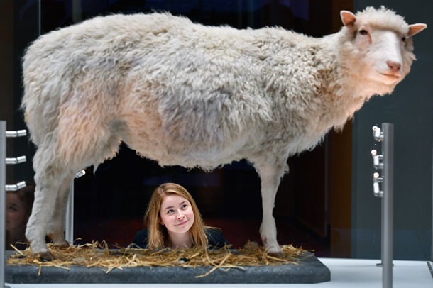 Клонированная овечка Долли появилась на свет в 1996 году / Getty