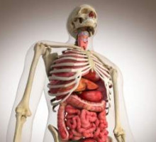 Неизвестный ранее орган обнаружен в организме человека