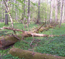 Откуда дровишки? Россиян избавят от бюрократии в лесу