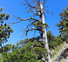 Найдено старейшее в Европе дерево