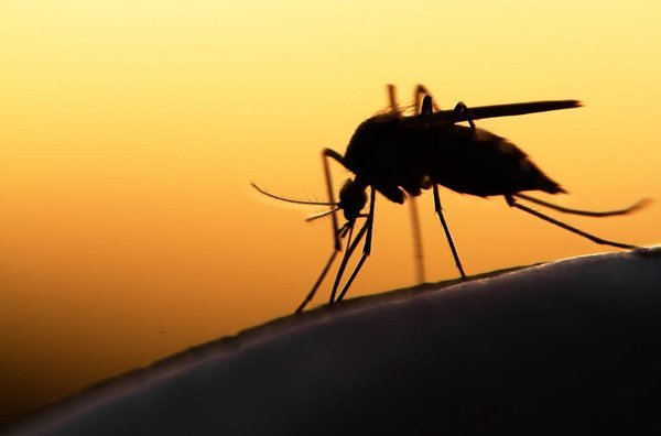 Почему одних людей комары кусают чаще, чем других?