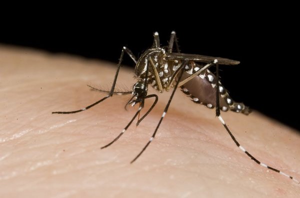 Почему одних людей комары кусают чаще, чем других?