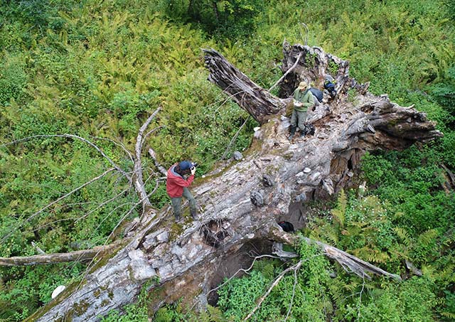 Проект фотографа-натуралиста о старовозрастных лесах России