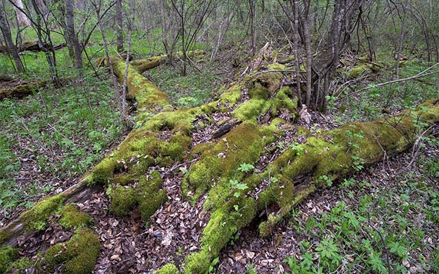 Проект фотографа-натуралиста о старовозрастных лесах России