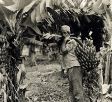 Как политика США в Латинской Америке привела к «банановой резне»