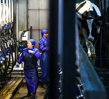 Молоко в России сильно дорожает после повышения налога на пальмовый жир