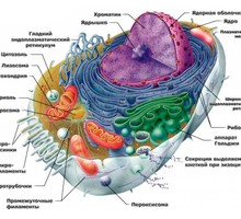 Удивительная жизнь клетки