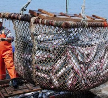 Россия отказывается покупать у Белоруссии норвежскую рыбу