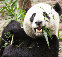 Учёные выяснили, как пандам удается выживать на бамбуковой диете