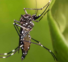Комары-мутанты будут бороться с лихорадкой