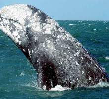 Серых китов осмотрят врачи