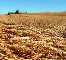 ГМО-скандал в Поволжье: агрохолдингом заинтересовалась ФСБ?