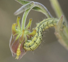 Растение научилось использовать трупы насекомых для самообороны