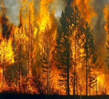 В августе 2015 г. в 24 регионах России прогнозируется «красный» уровень пожарной опасности в лесах