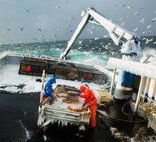 Проблемы в российском рыбохозяйстве не переводятся