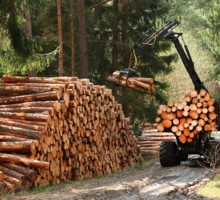 О незаконных рубках лесов