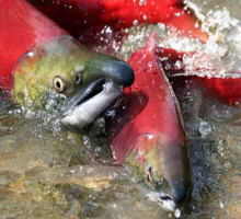 На Камчатке планируется выловить около 200 тысяч тонн рыбы