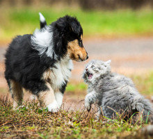 Учёные назвали причину вражды между кошками и собаками