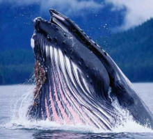 На полярных широтах обнаружили китов