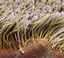 Биологи создали стволовые клетки без ресничек