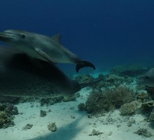 Дельфины оказались способны к самолечению