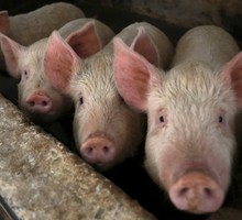Учёные оживили клетки, ткани и даже систему кровообращения мёртвых свиней