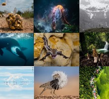 Объявлены победители конкурса «Фотограф года дикой природы-2022»