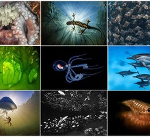 Объявлены победители конкурса подводной фотографии