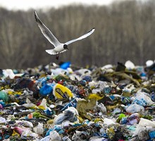«Птичий перекрёсток» на Берегу Байкала может нарушить строительство завода розлива воды