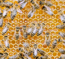 Мёд: о полезных свойствах и противопоказаниях природного лекарства