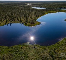 Площадь защитных лесов России увеличилась на 5,5 млн гектаров
