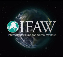 Минприроды России и IFAW выпустили социальный видеоролик о борьбе с нелегальной торговлей животными в Интернете
